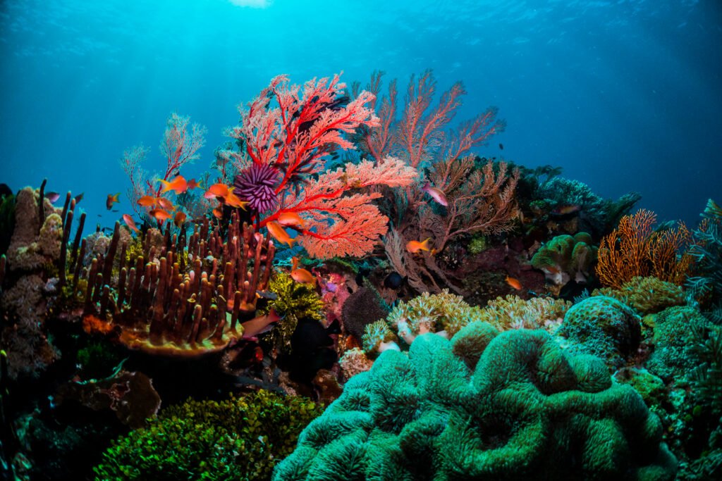 Colourful coral scene underwater with fish at the Great Barrier Reef